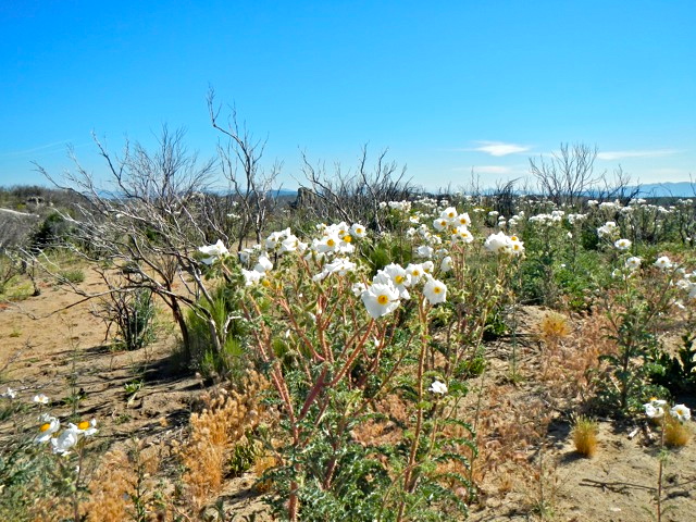 Flowers at Laguna Hanson