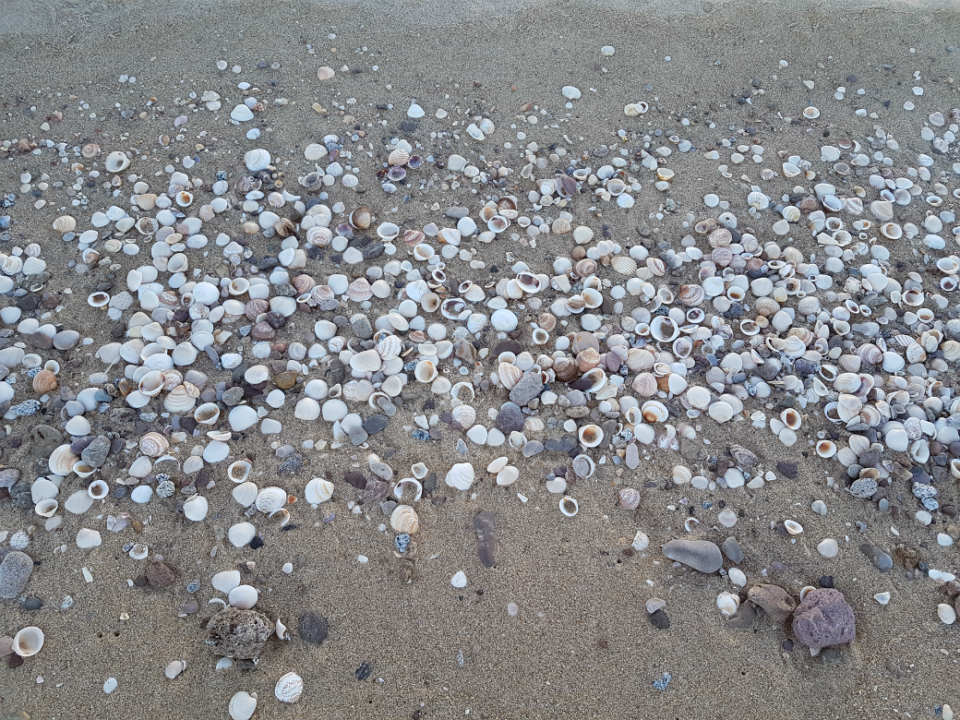 shells at shell beach San Felipe Baja